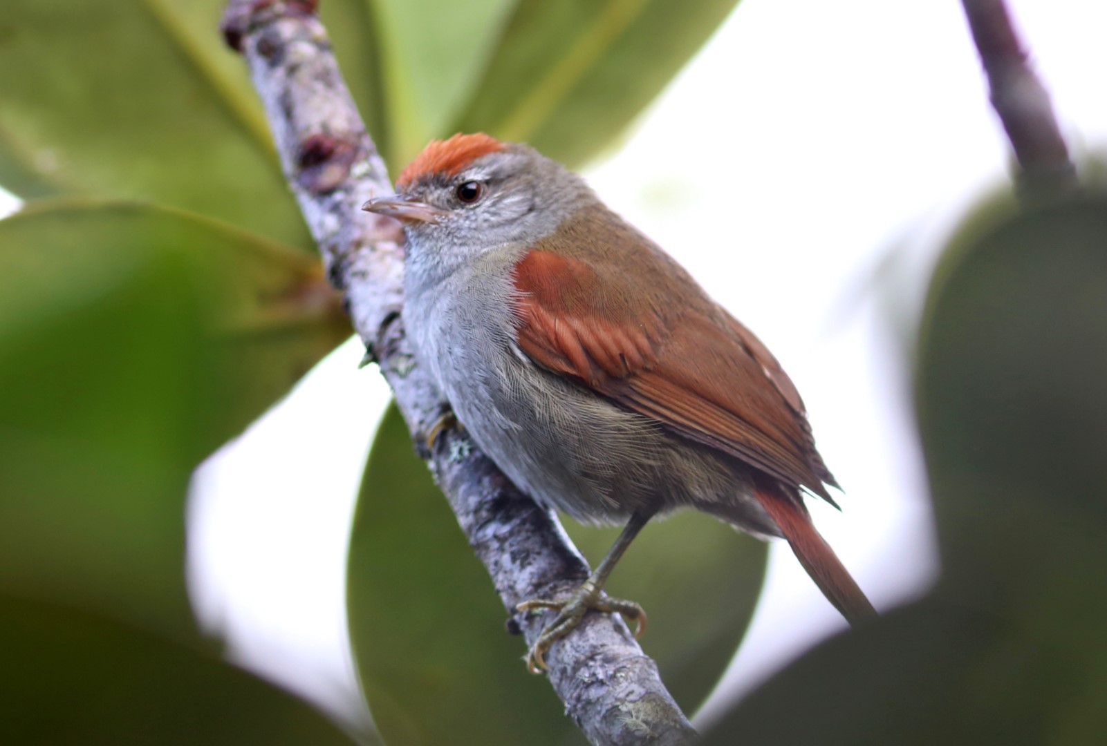 Speckled Spinetail