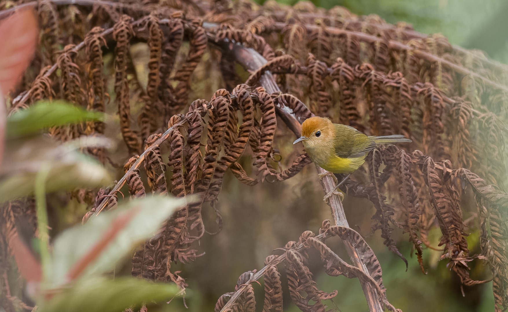 Spectacled Flowerpecker
