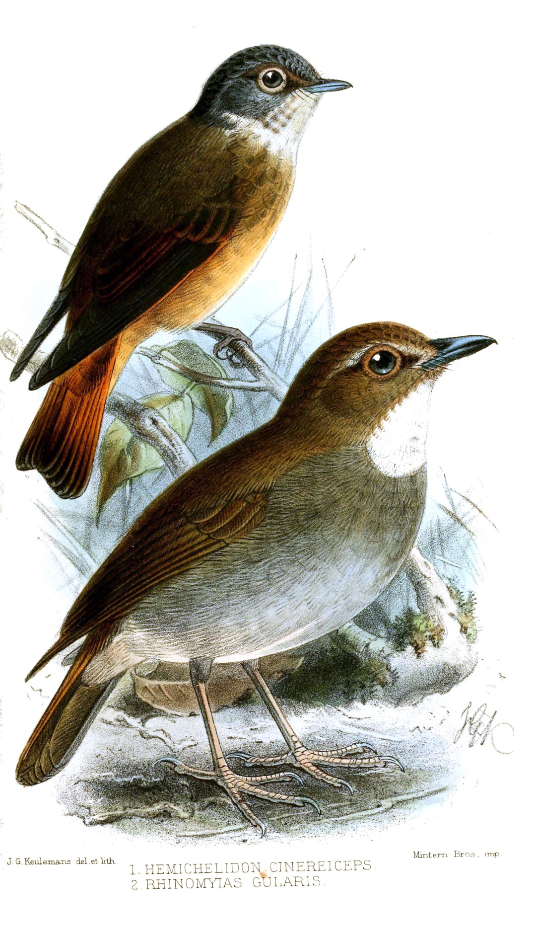 Spectacled Flowerpecker