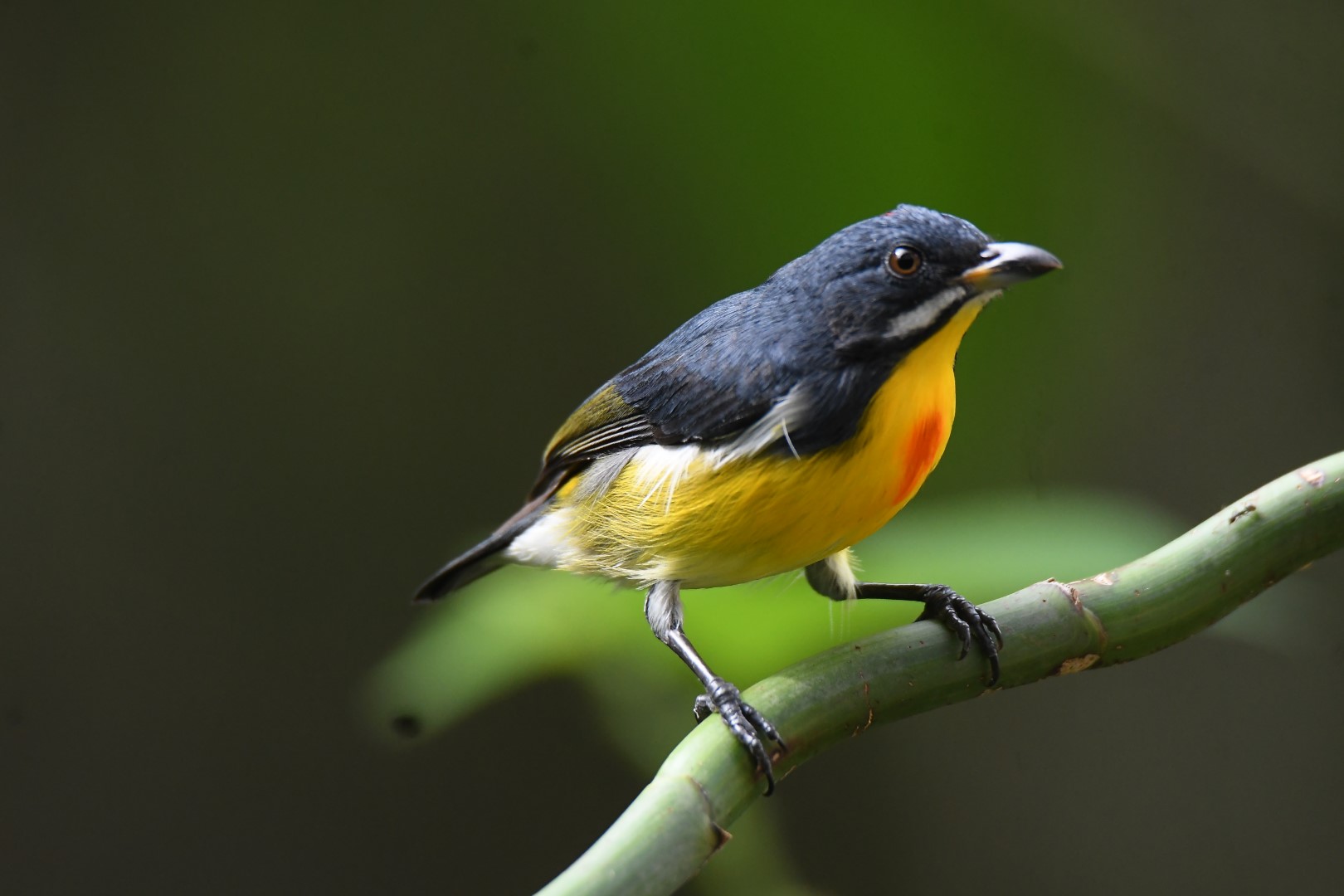 Spectacled Flowerpecker