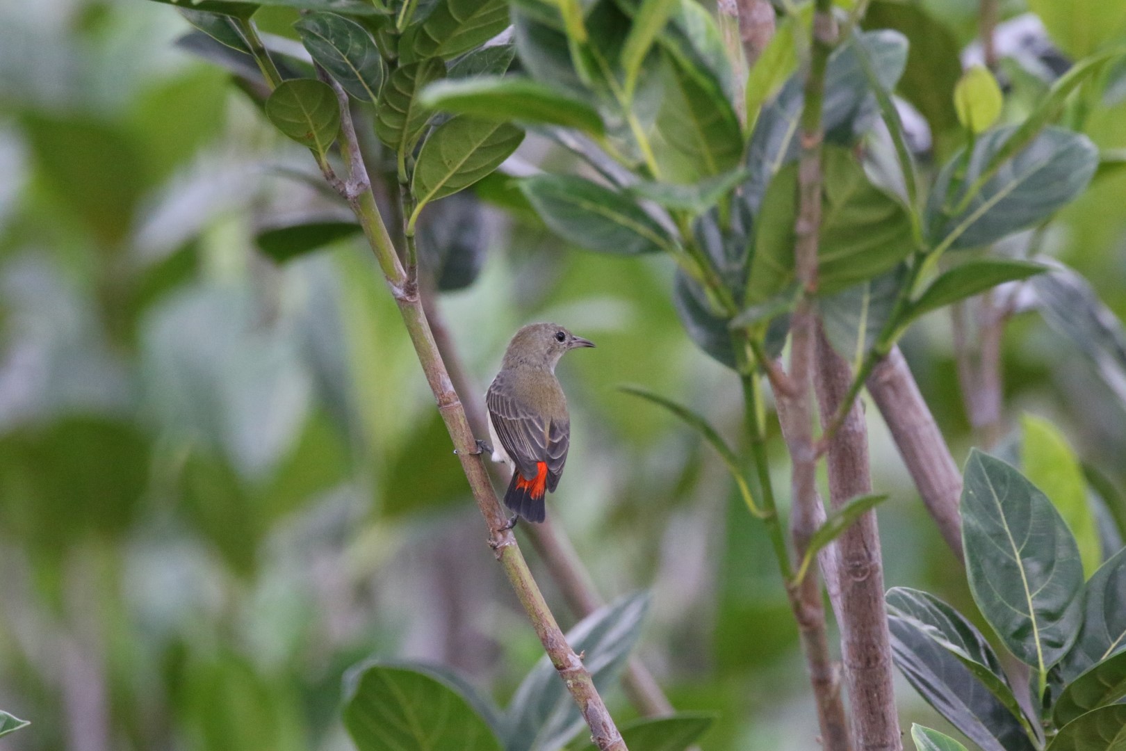 Spectacled Flowerpecker