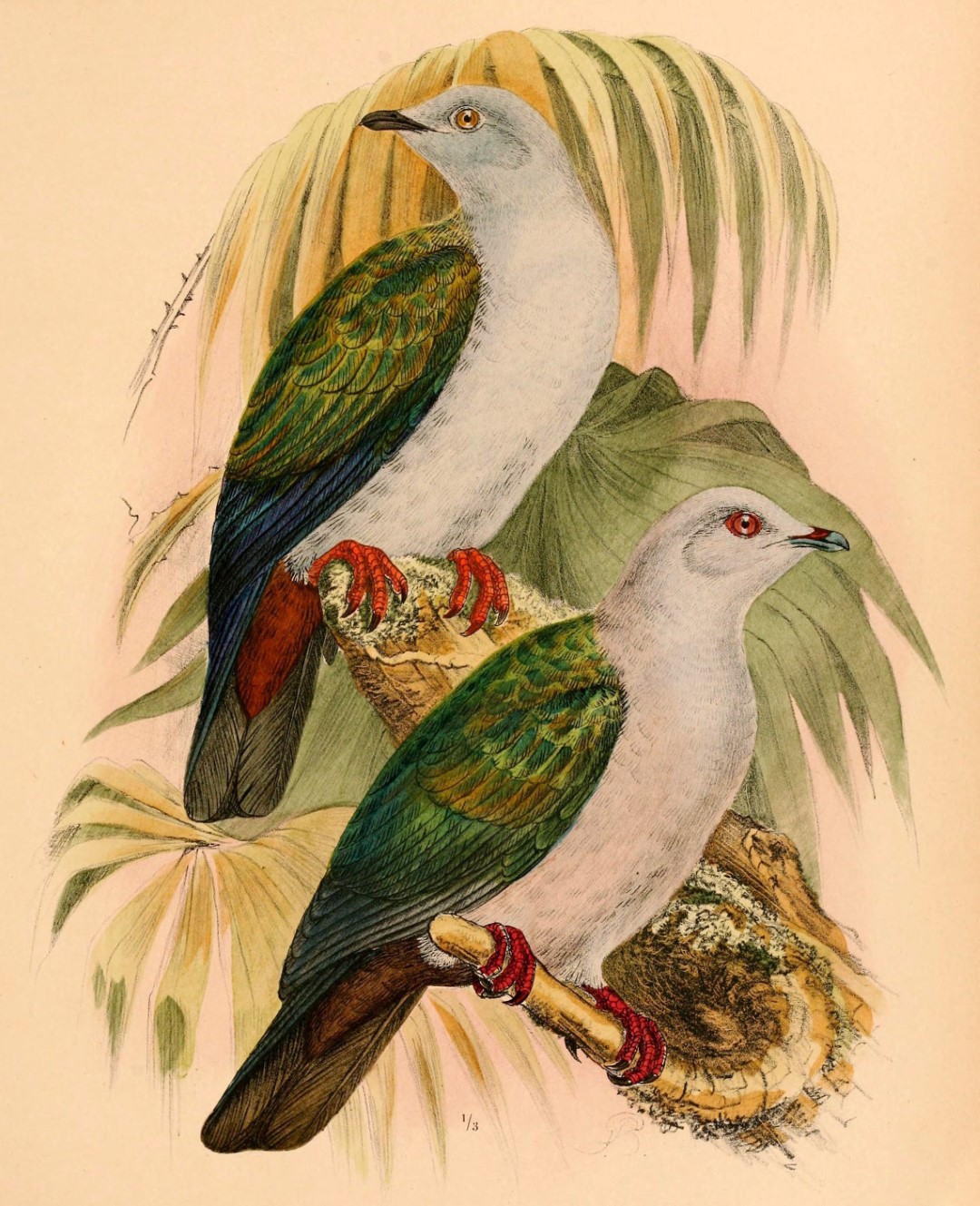 Spectacled Imperial Pigeon
