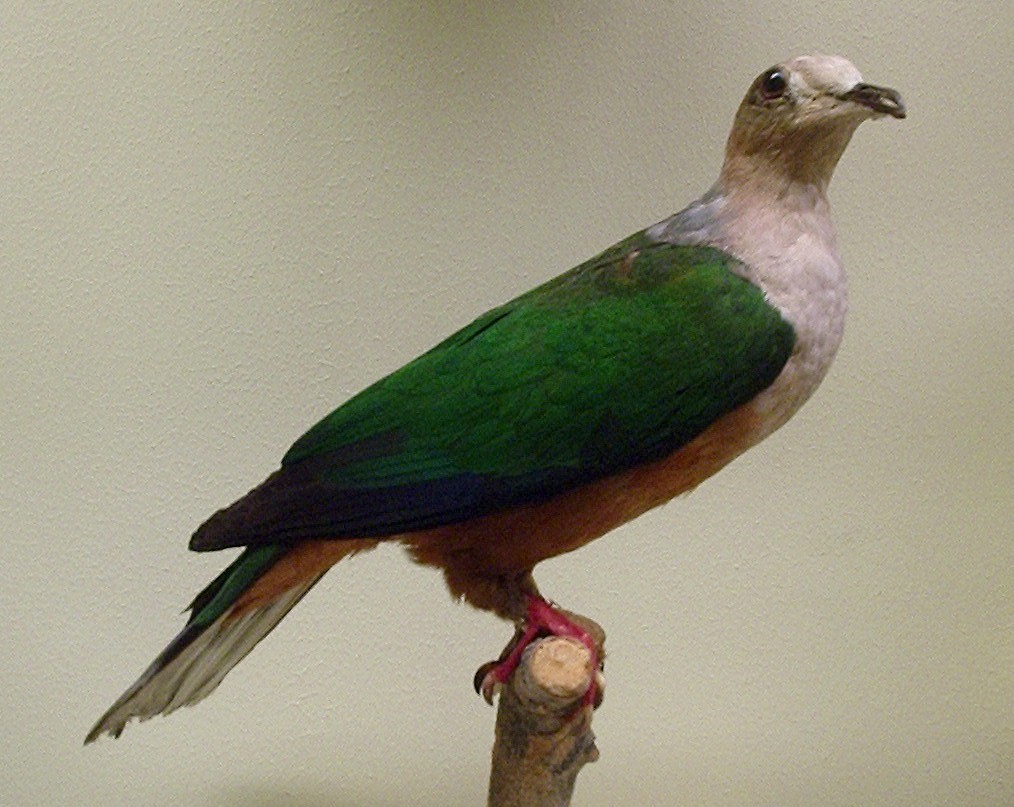 Spectacled Imperial Pigeon