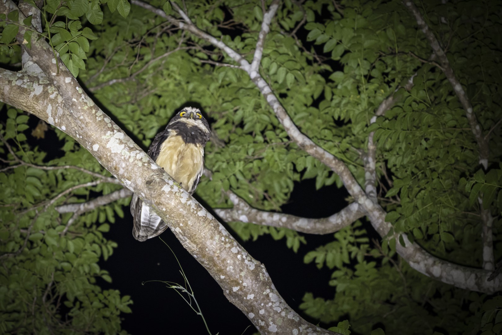 Spectacled Owl