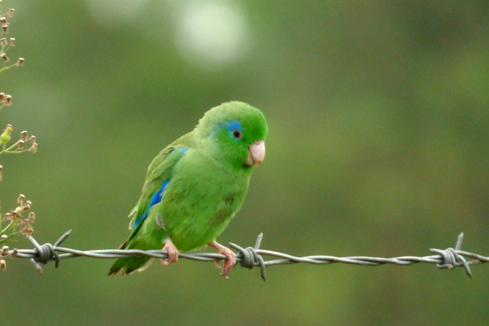 Spectacled Parrotlet
