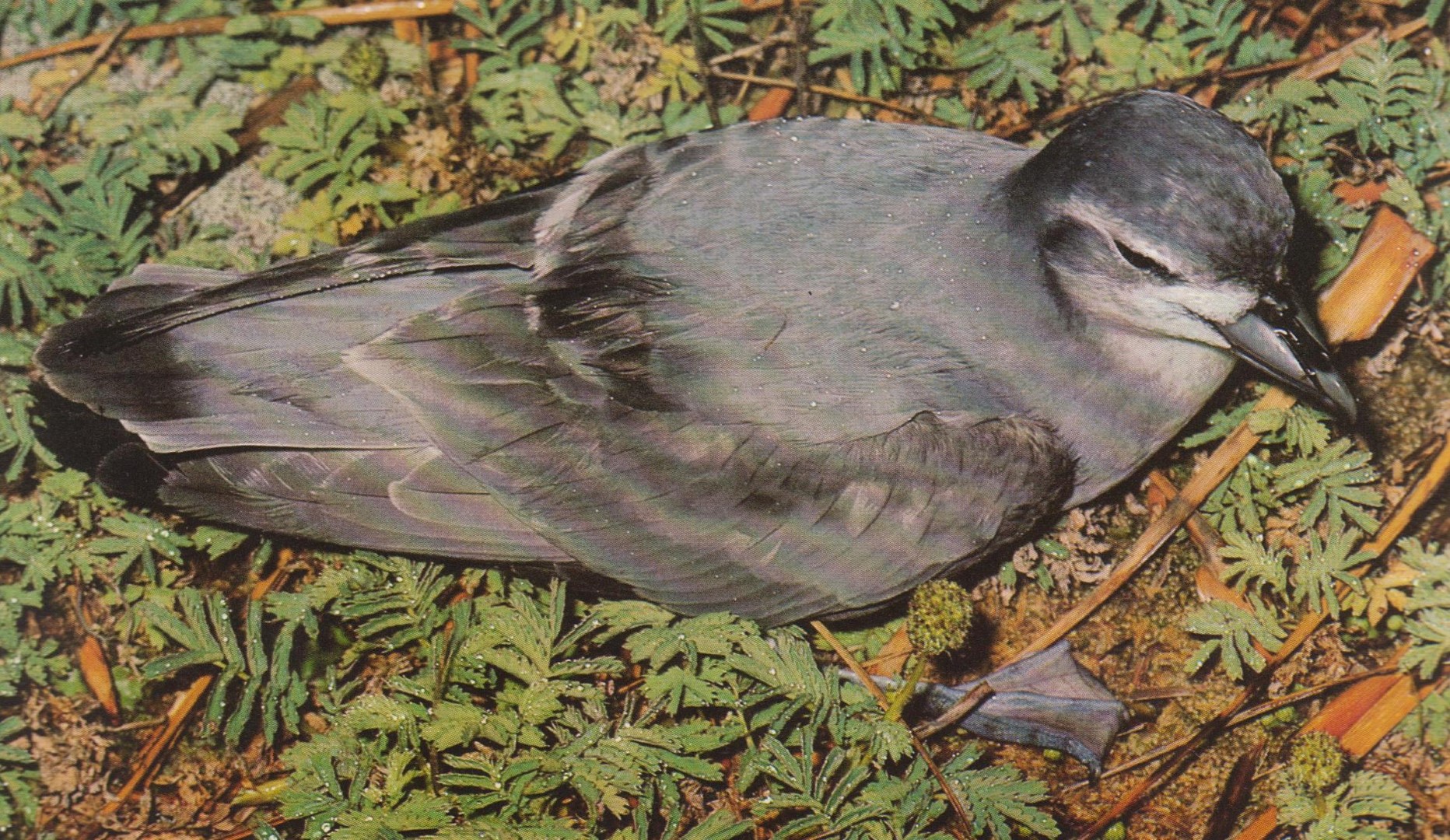 Spectacled Petrel