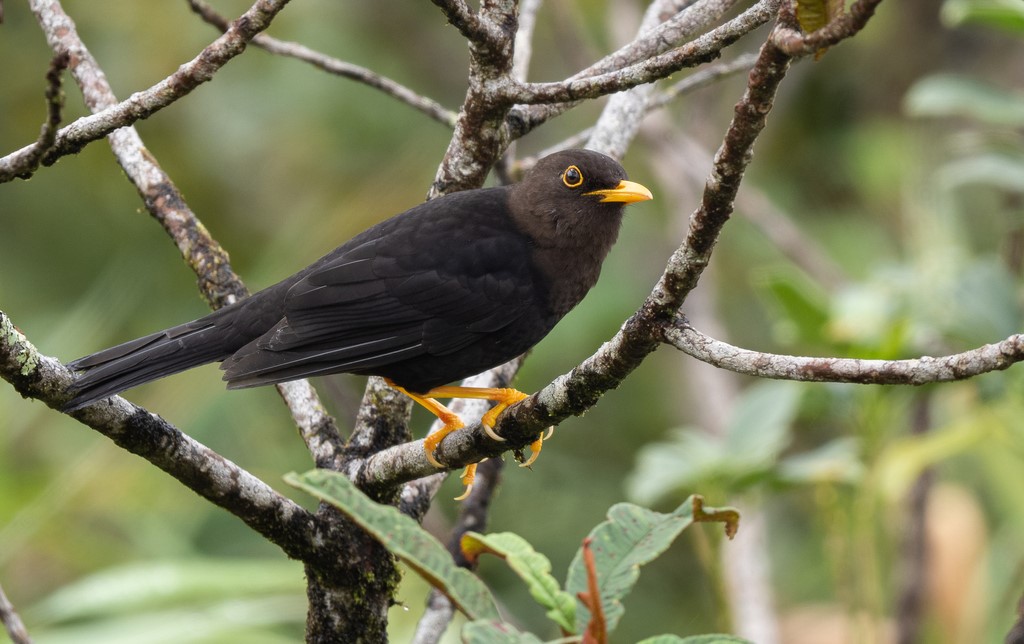Spectacled Thrush