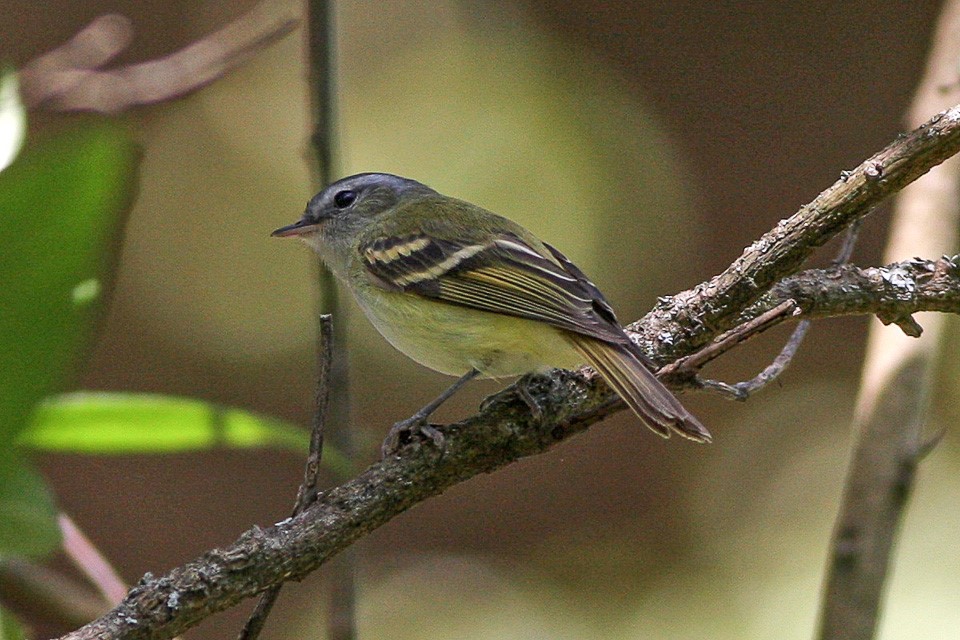 Spectacled Tyrannulet