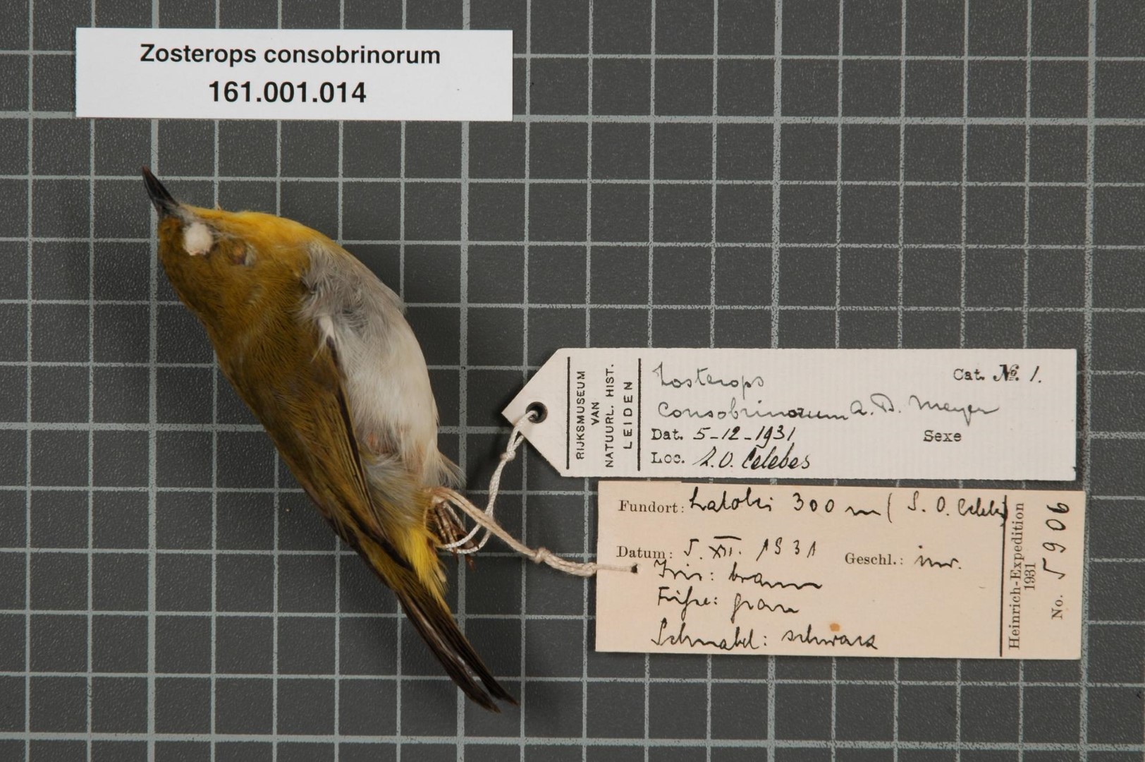 Spectacled White-eye