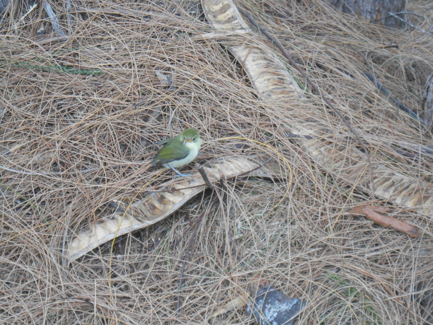 Spectacled White-eye