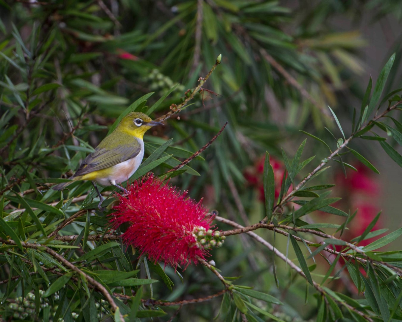 Spectacled White-eye
