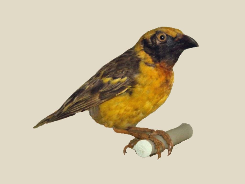 Speke's Weaver