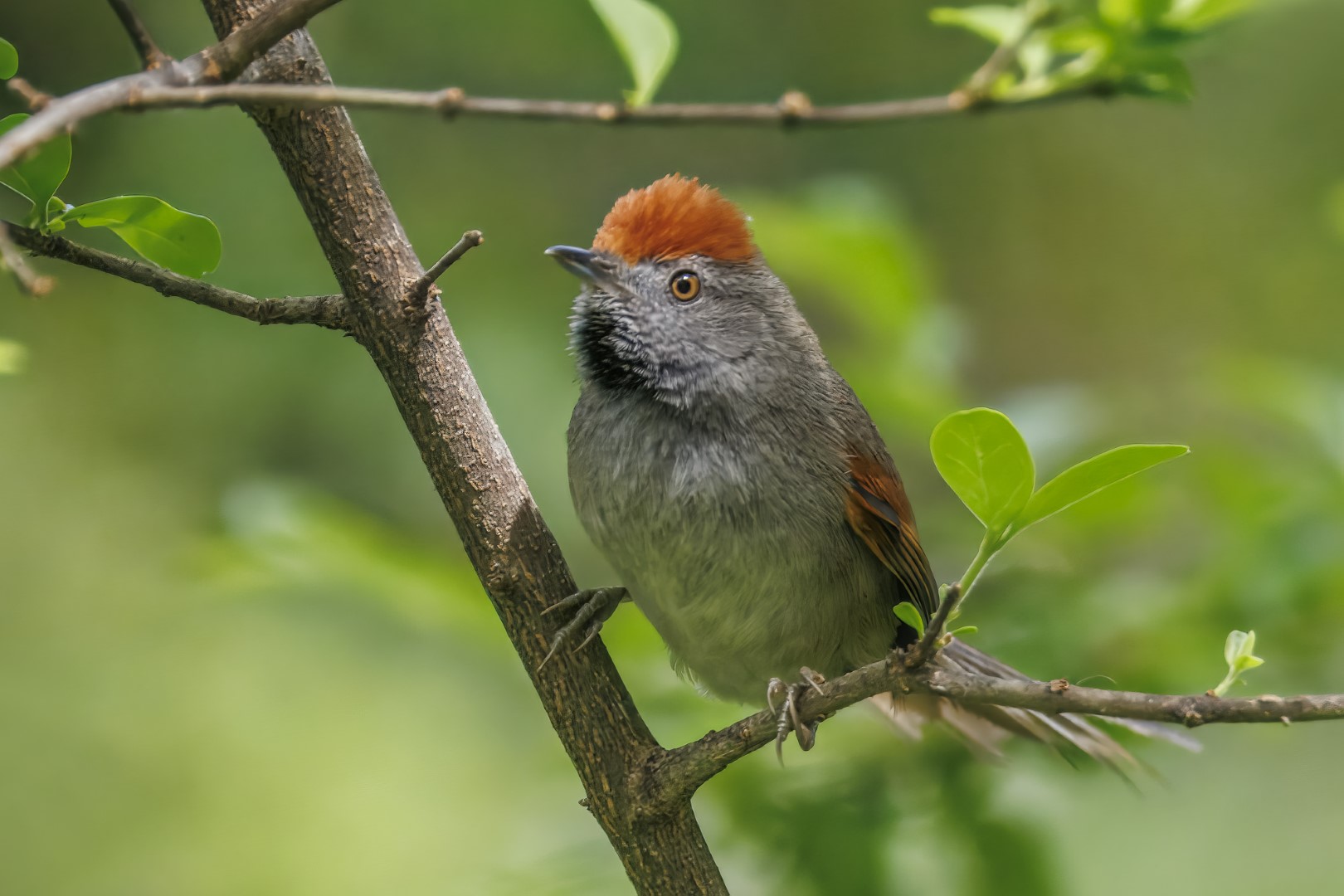 Spix's Spinetail