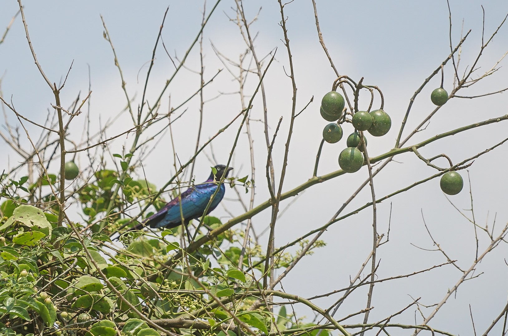 Splendid Glossy-starling