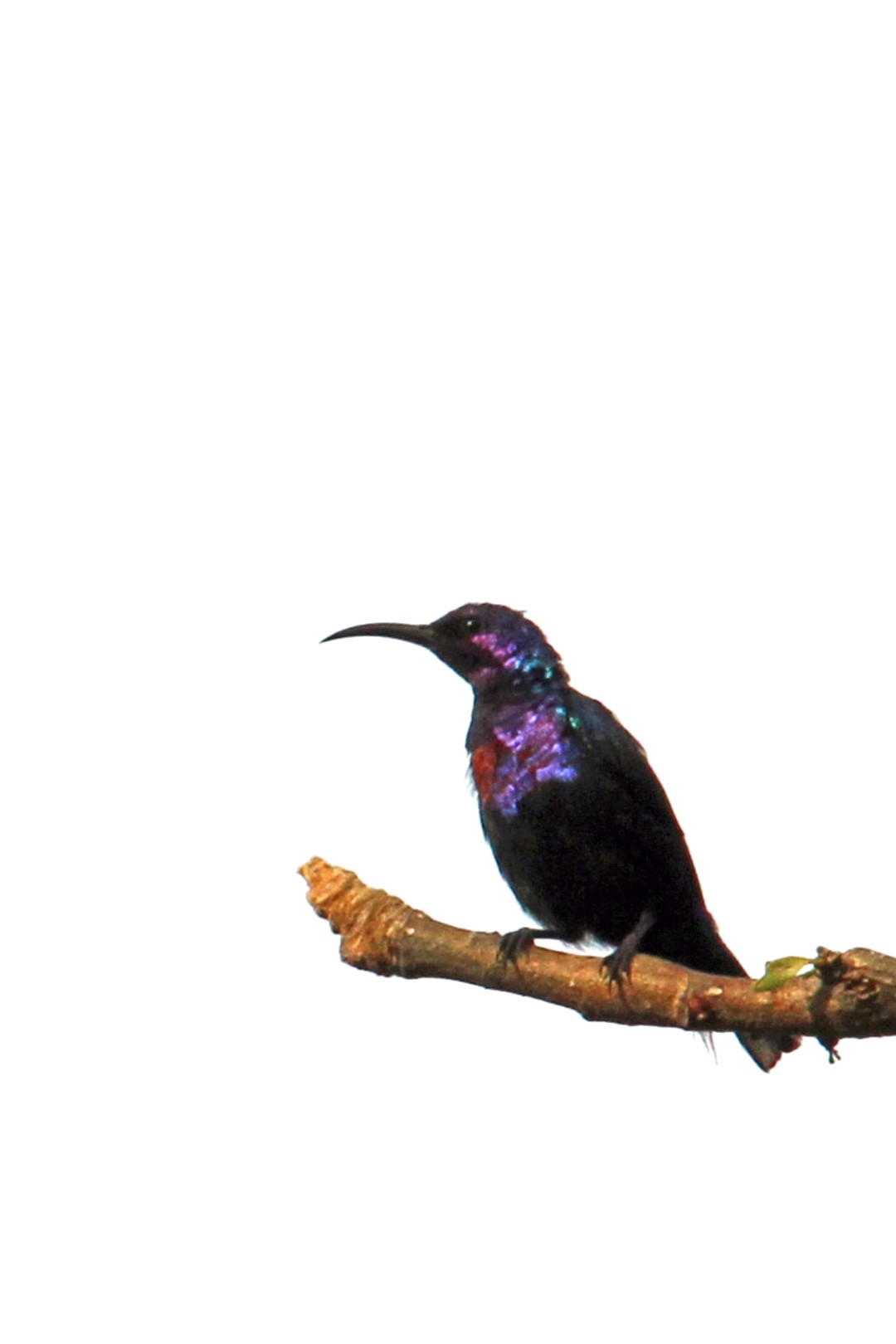 Splendid Sunbird