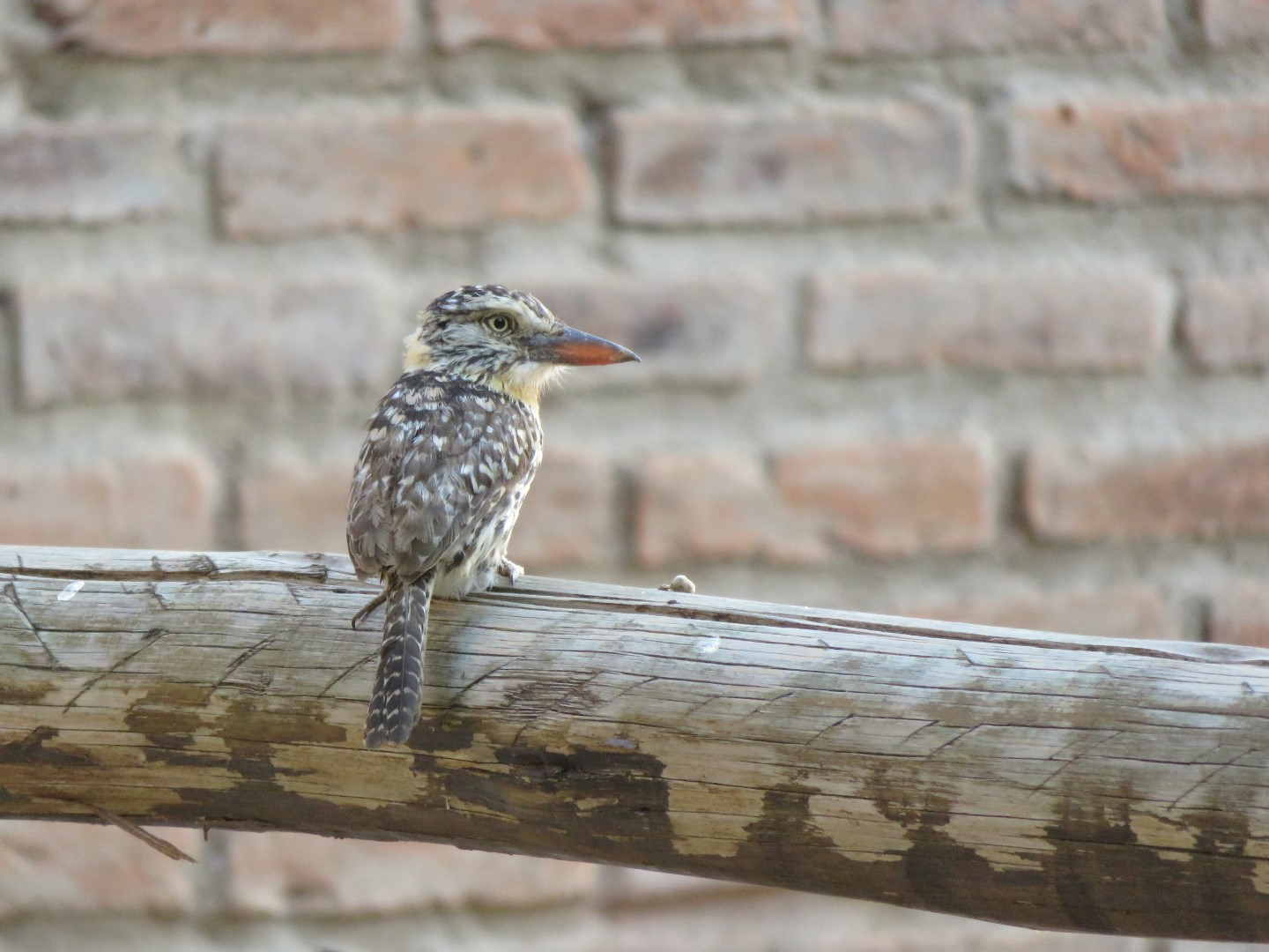 Spot-bellied Puffbird