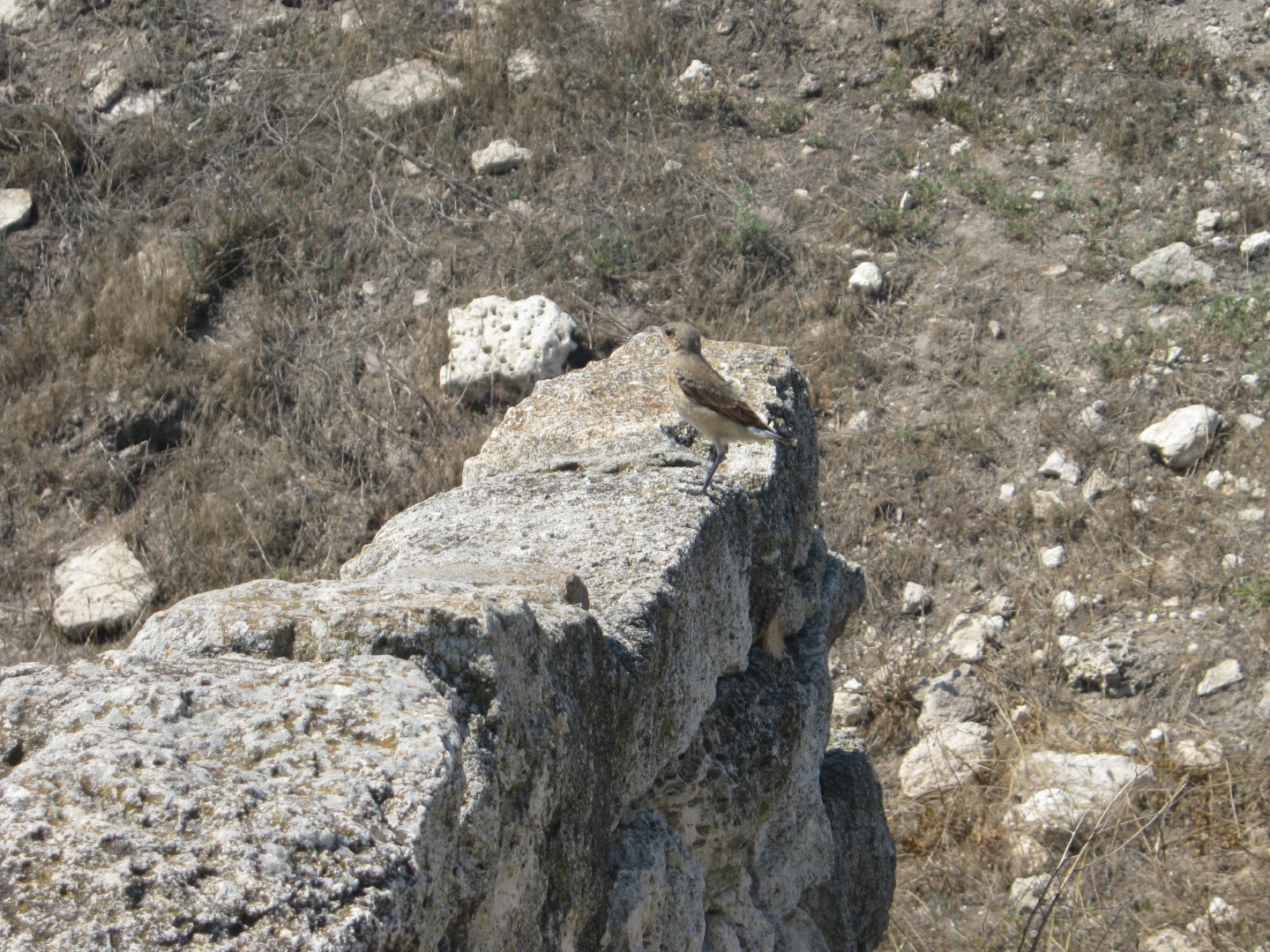 Spot-billed Ground-Tyrant