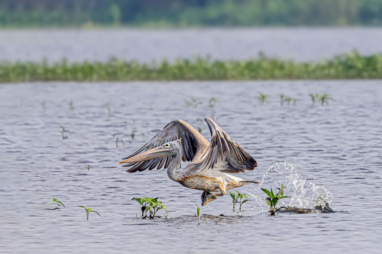 Spot-billed Pelican
