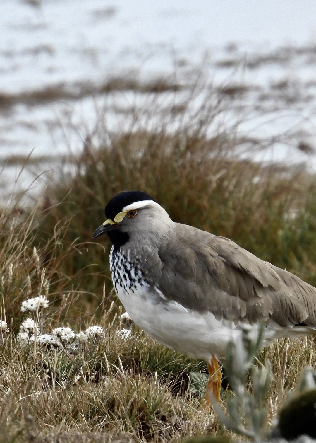 Spot-breasted Lapwing