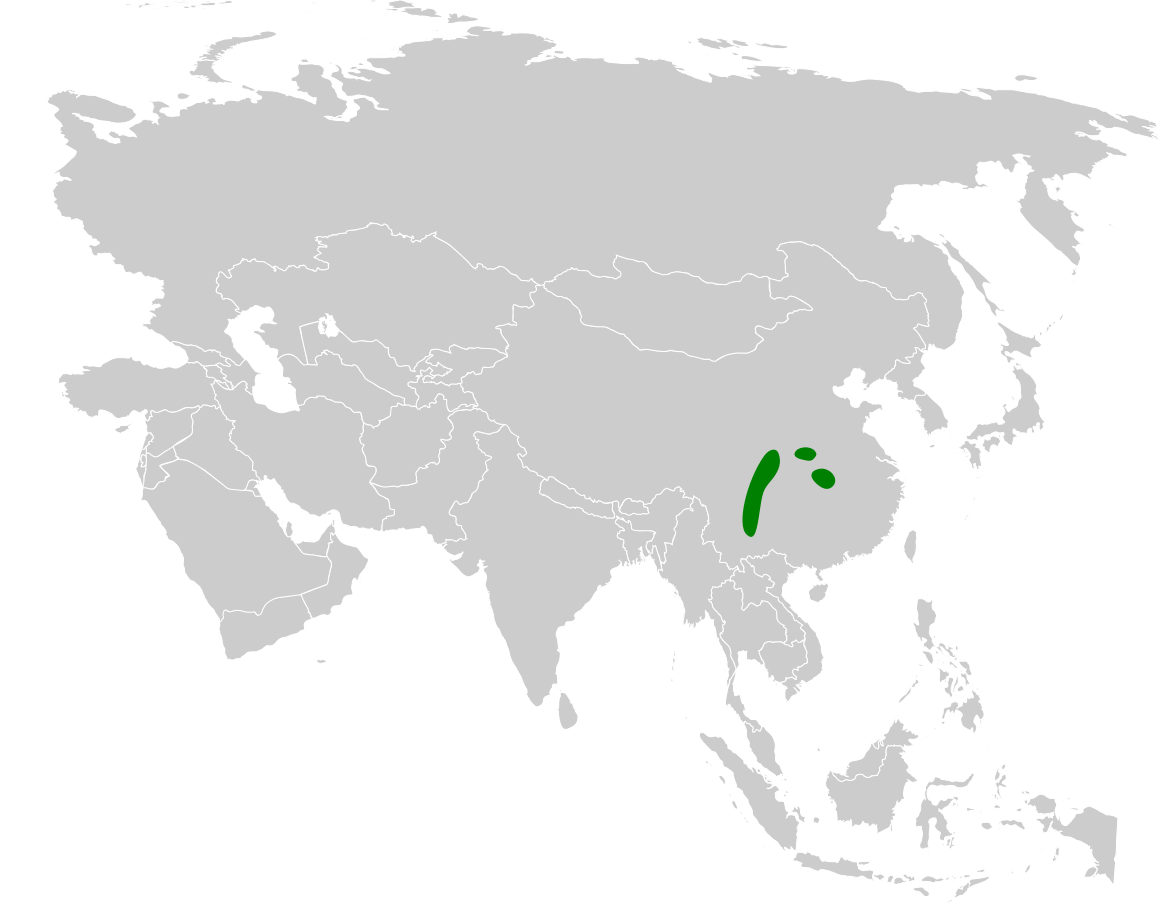 Spot-breasted Parrotbill