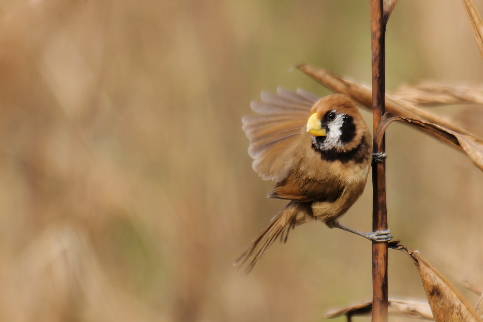 Spot-breasted Parrotbill
