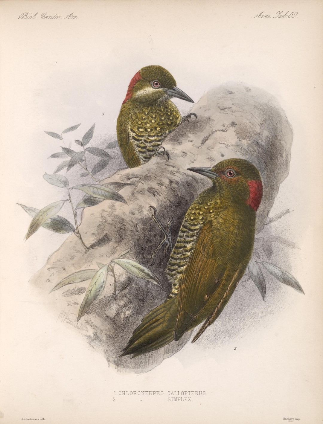 Spot-breasted Piculet