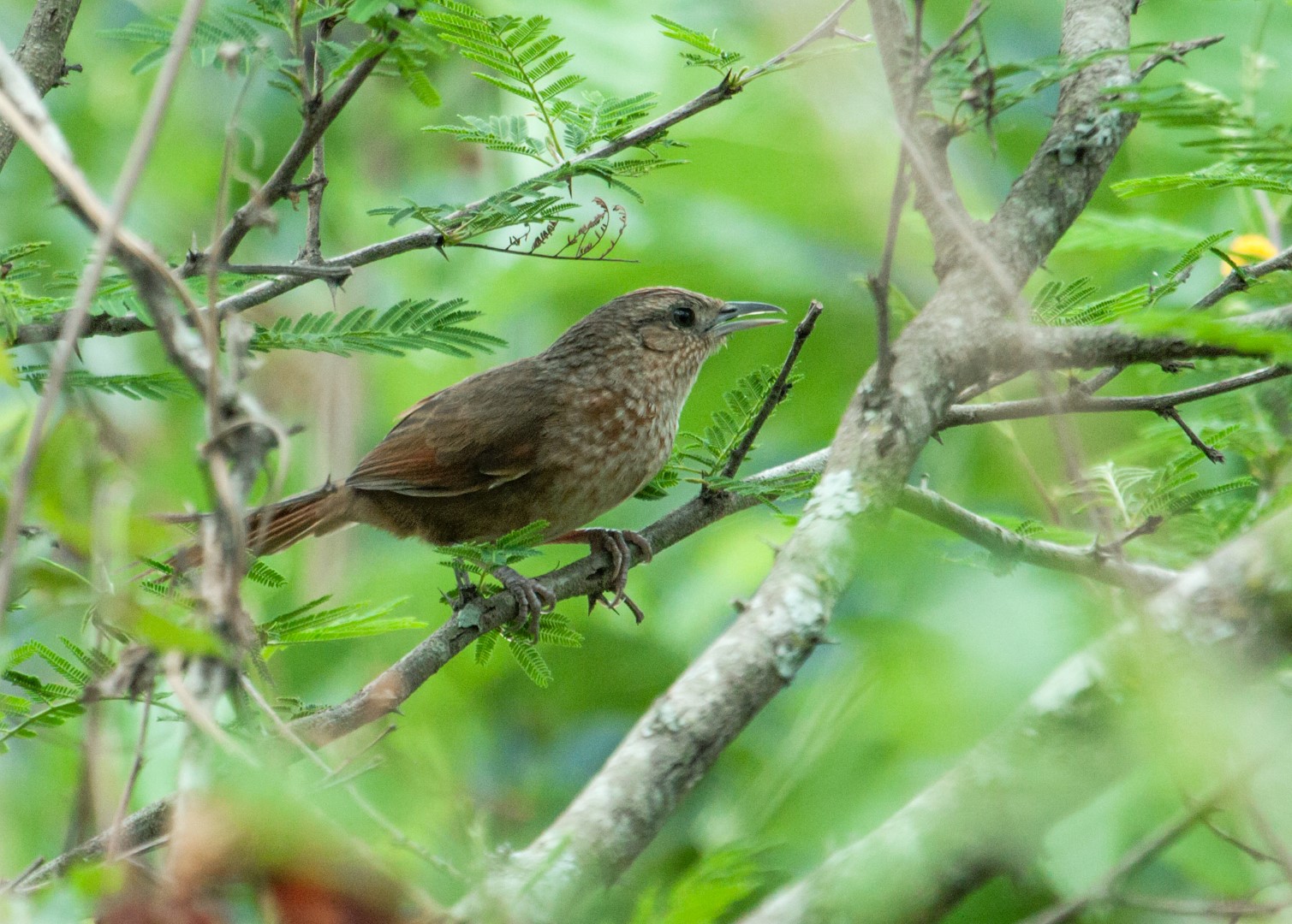 Spot-breasted Thornbird