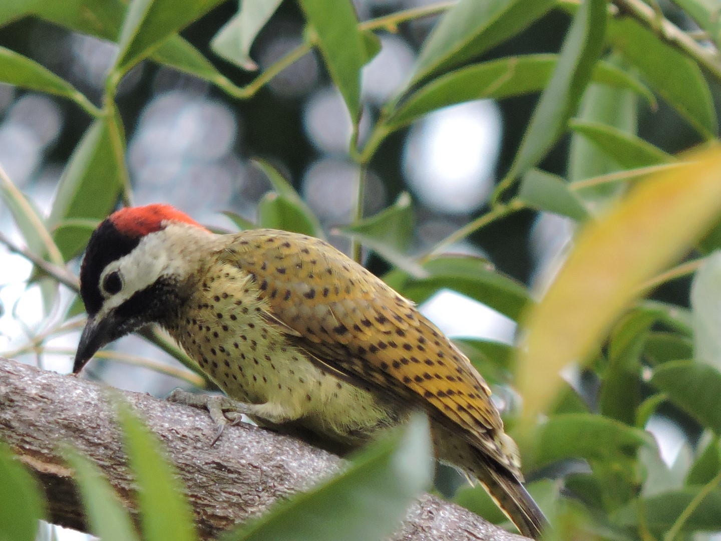 Spot-breasted Woodpecker