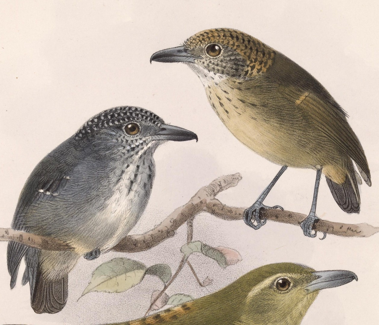 Spot-crowned Antvireo