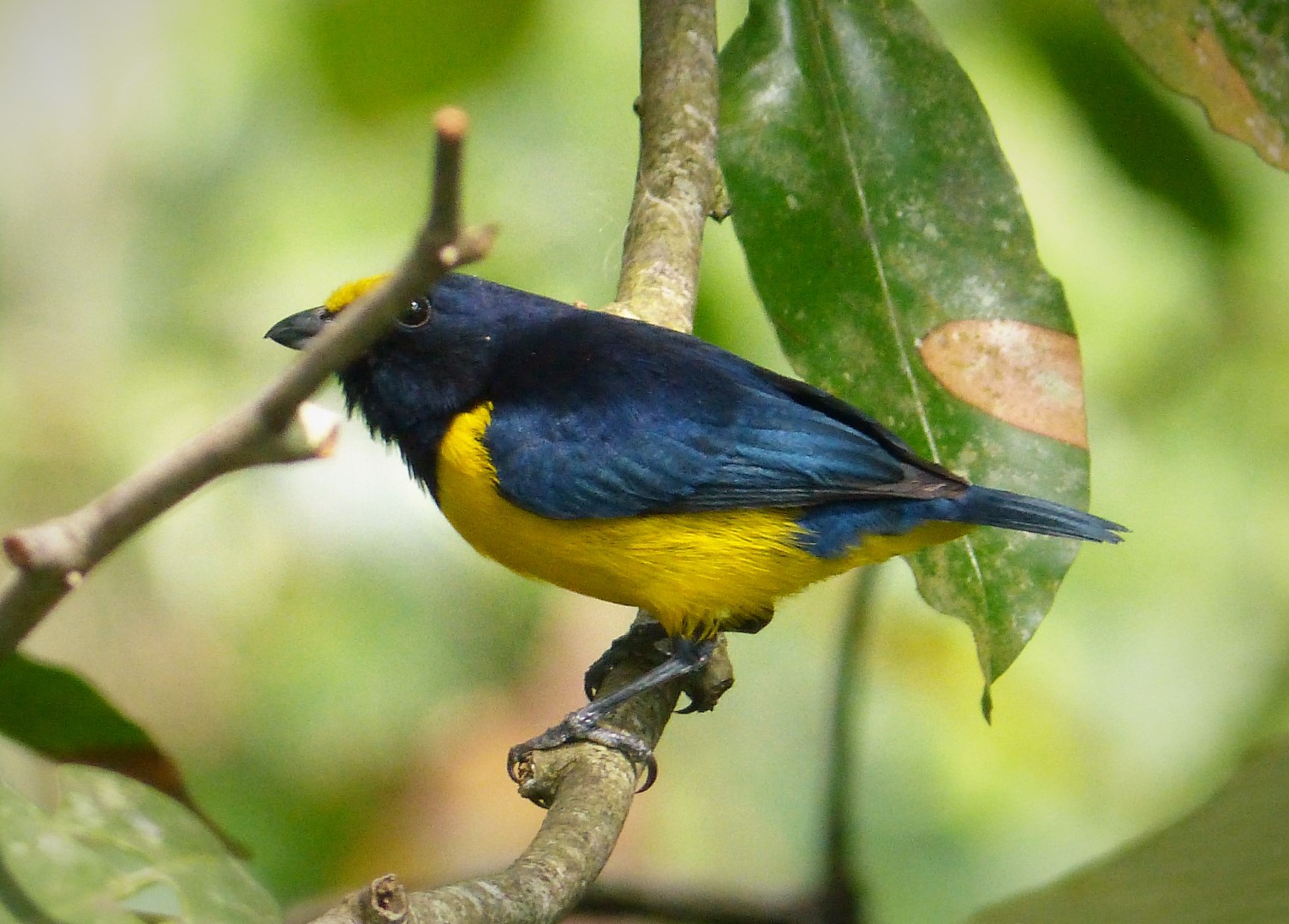 Spot-crowned Euphonia