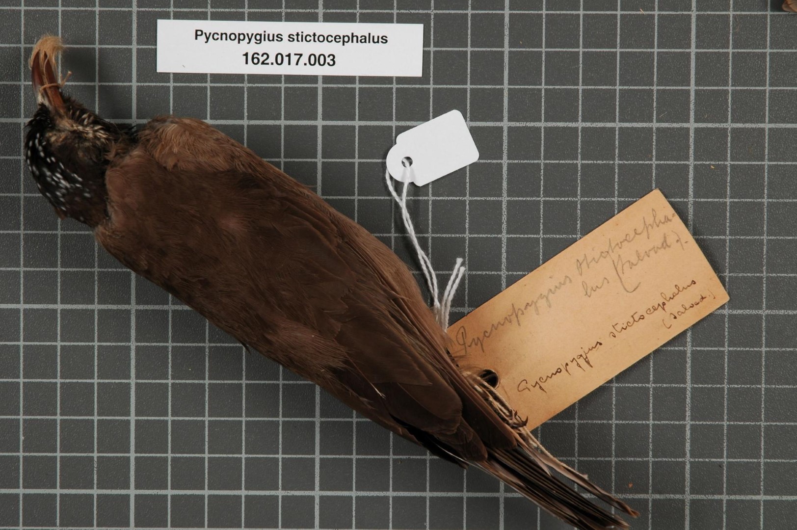 Spot-crowned Puffbird