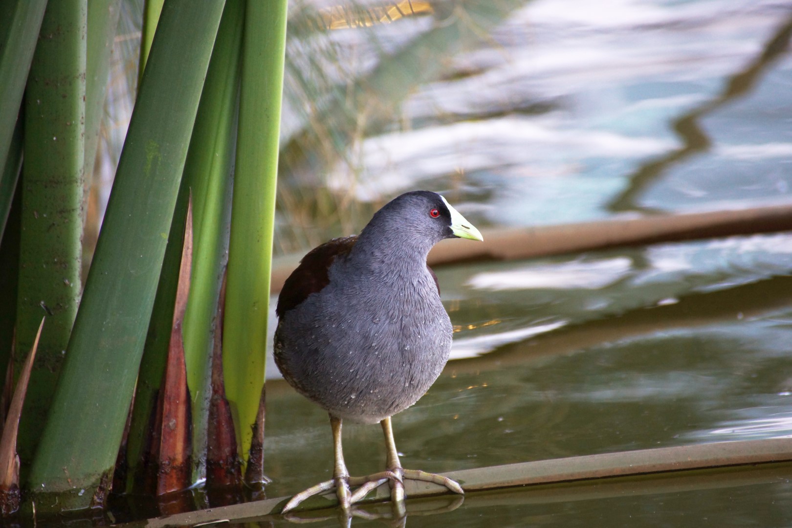 Spot-flanked Gallinule