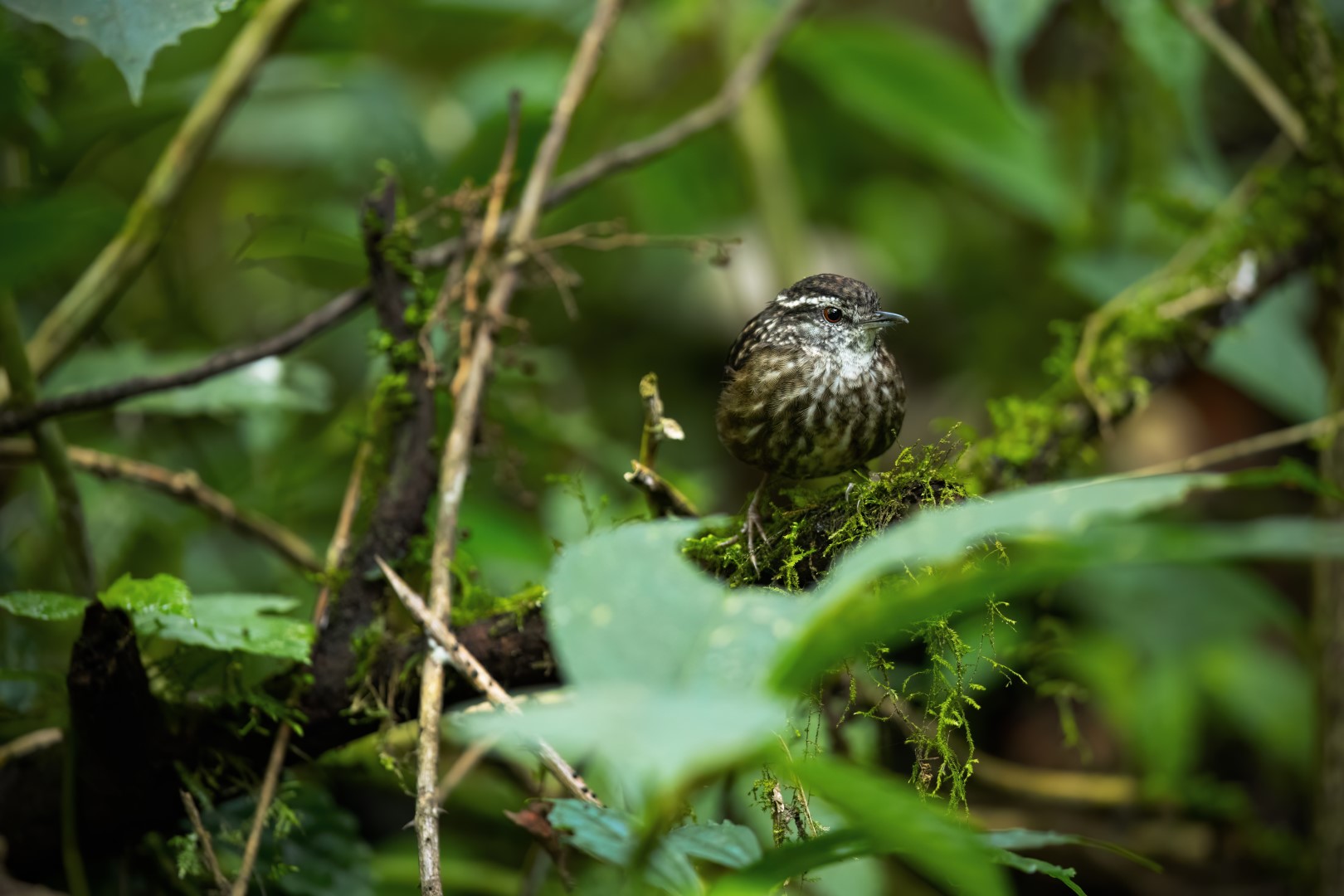 Spot-necked Babbler