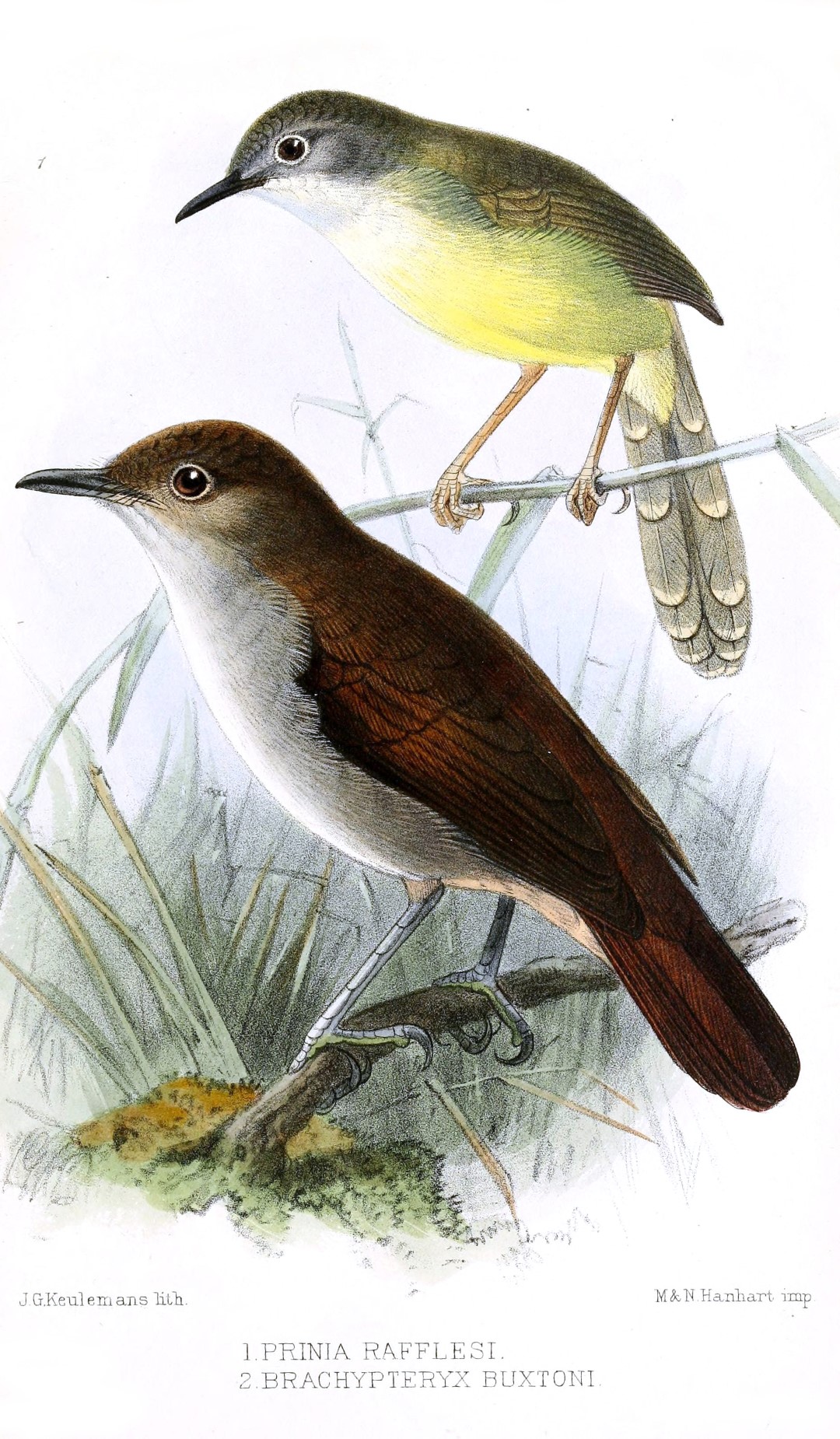 Spot-throated babbler