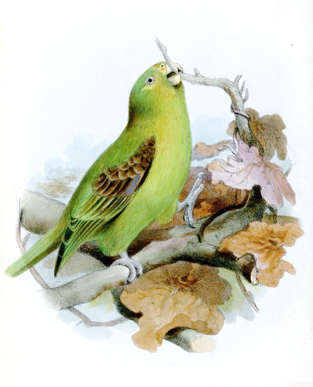 Spot-winged Parrotlet