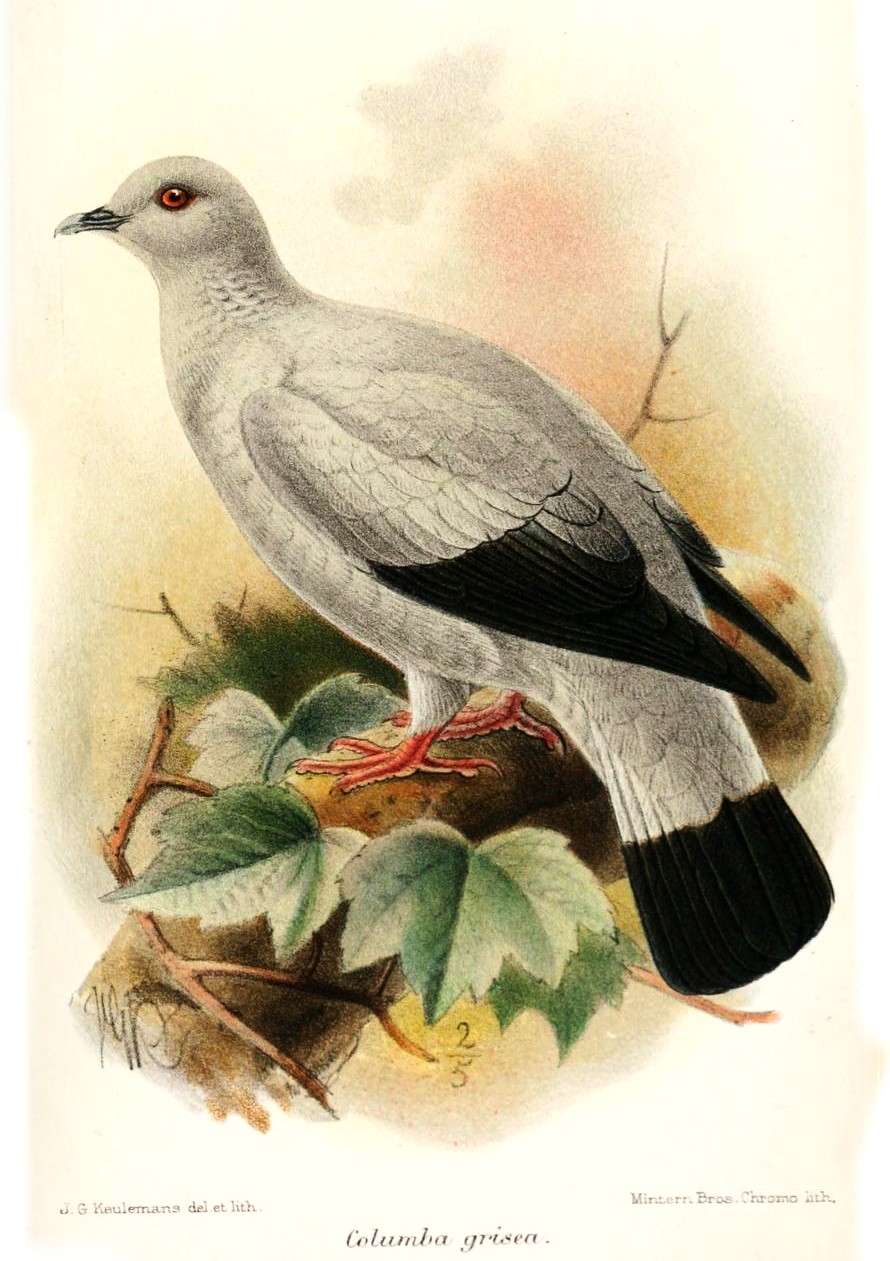 Spot-winged Pigeon