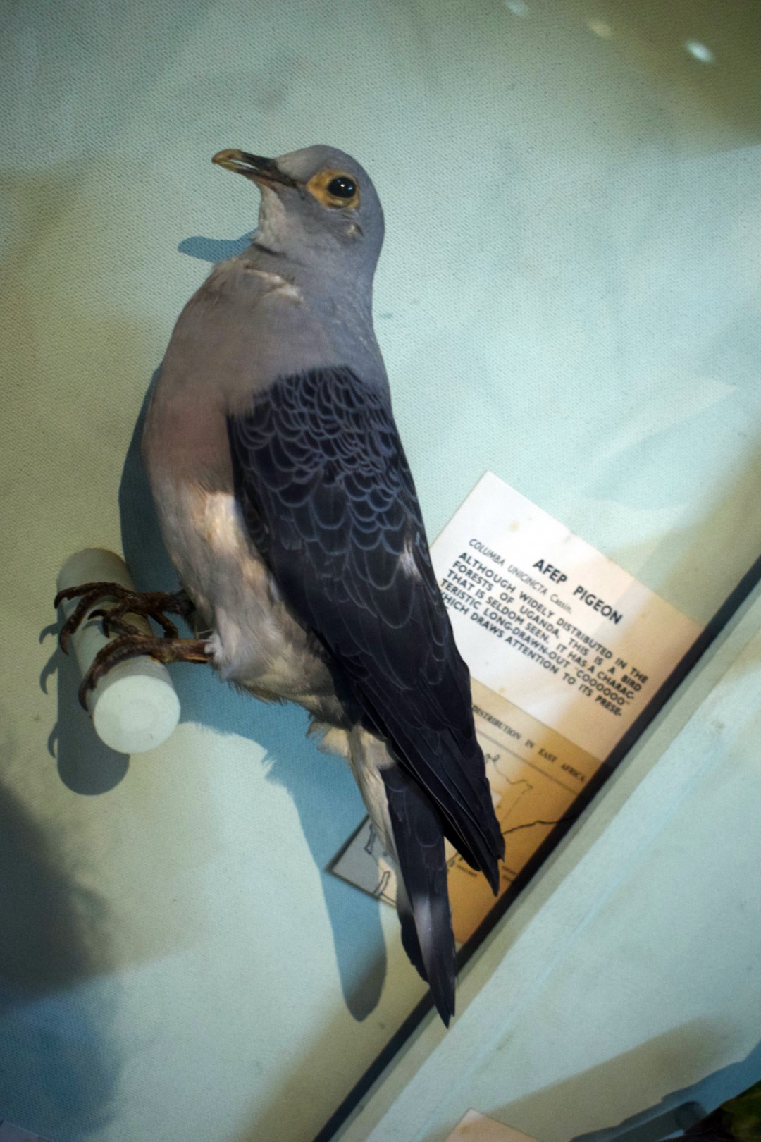 Spot-winged Pigeon