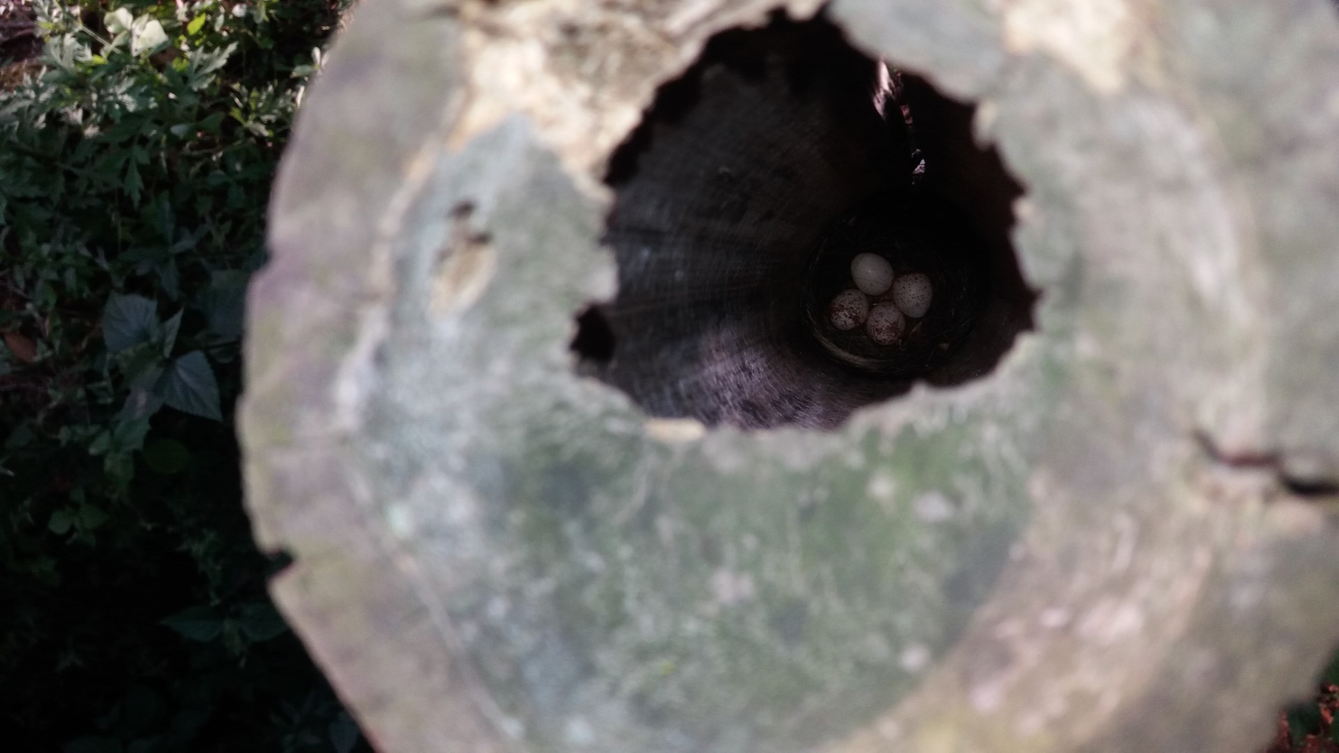 Spot-winged Starling