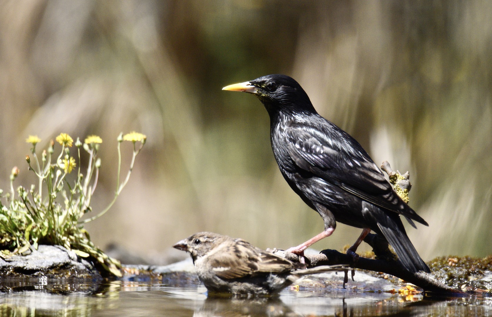 Spotless Starling