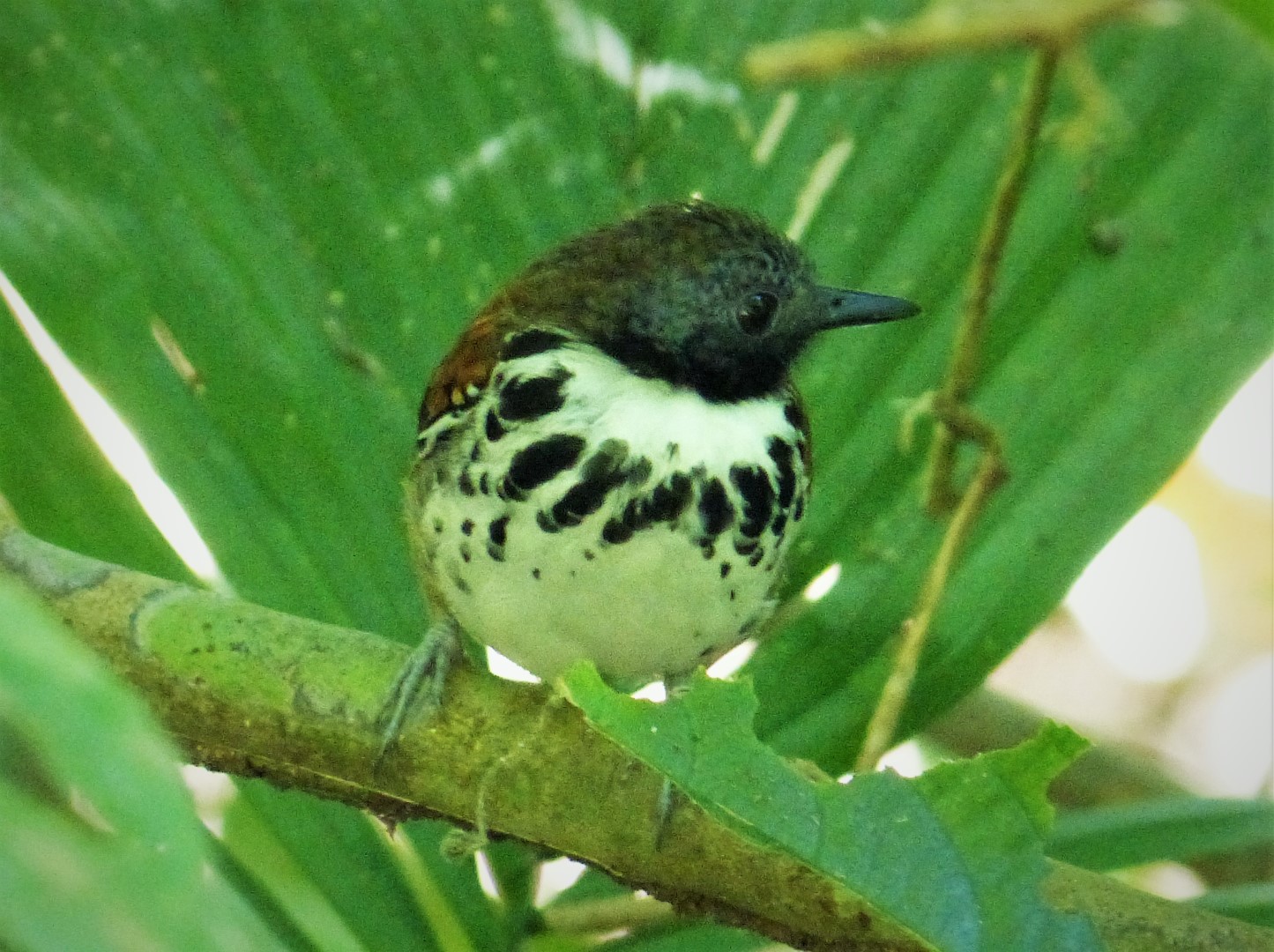 Spotted Antbird
