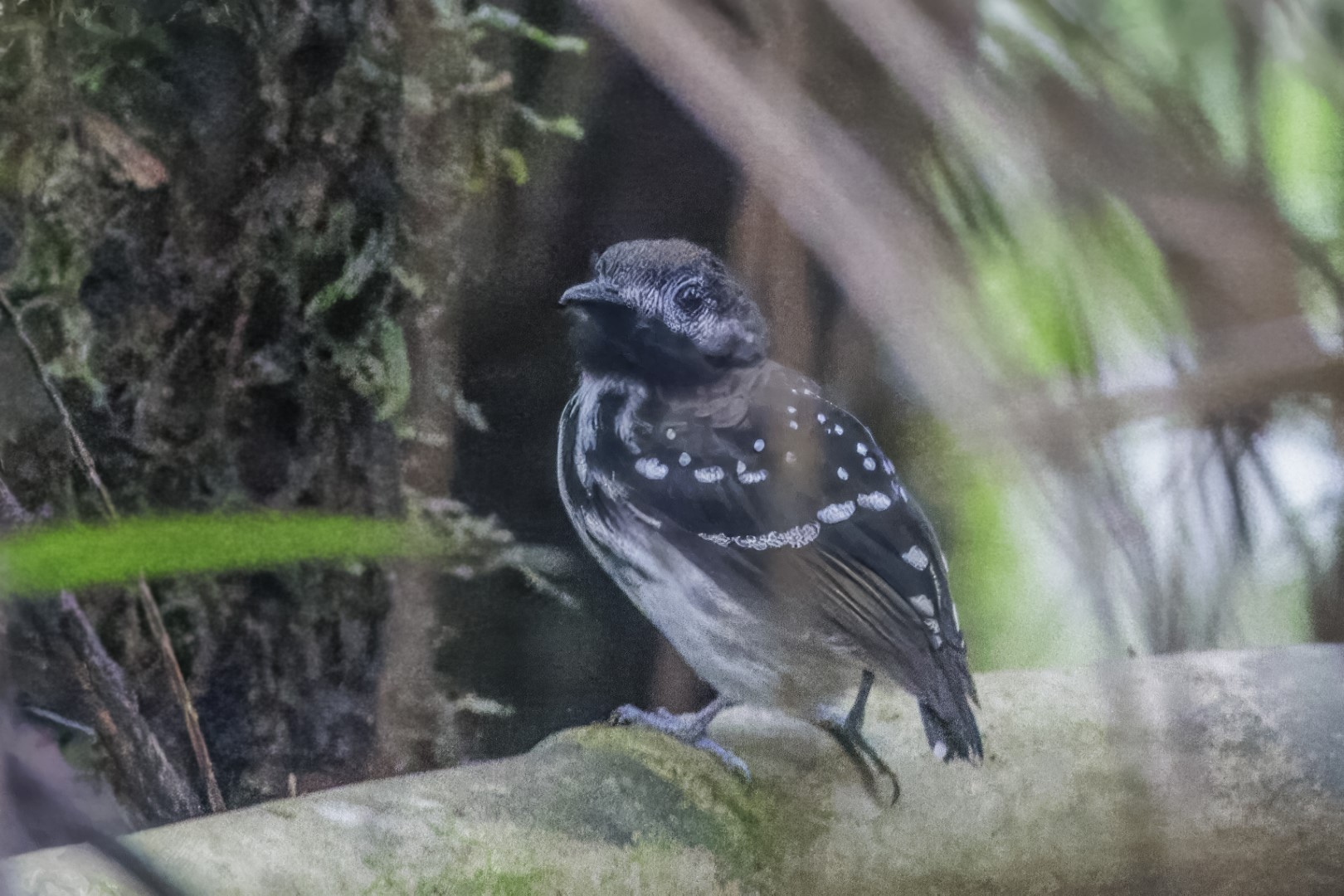 Spotted Antbird