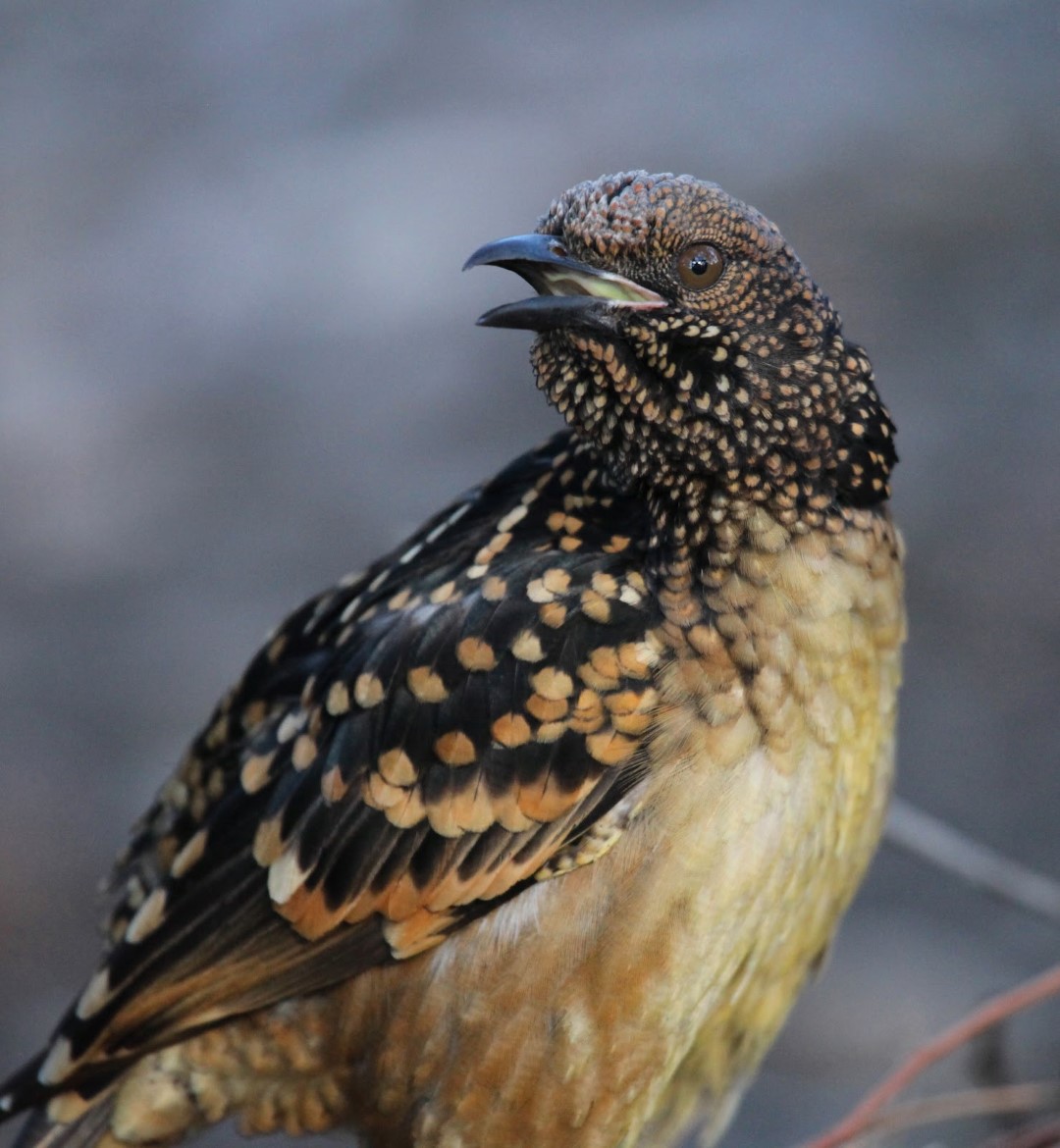 Spotted Bowerbird