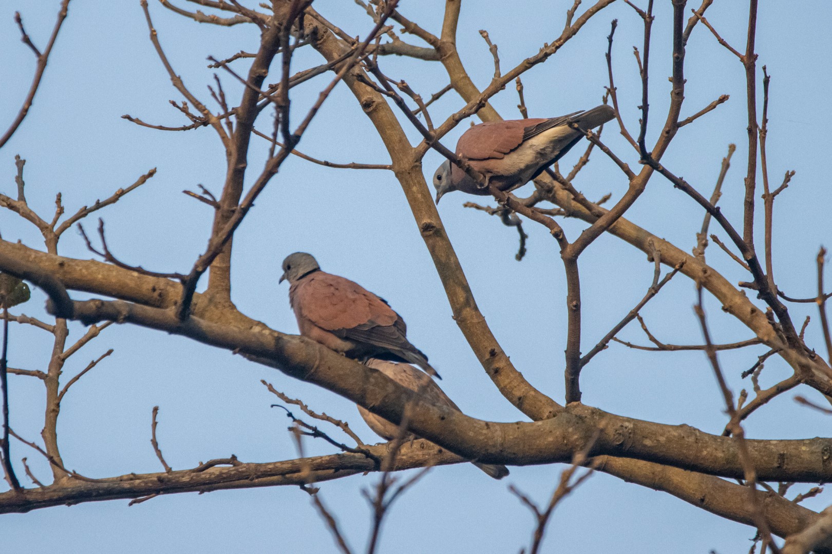 Spotted Dove