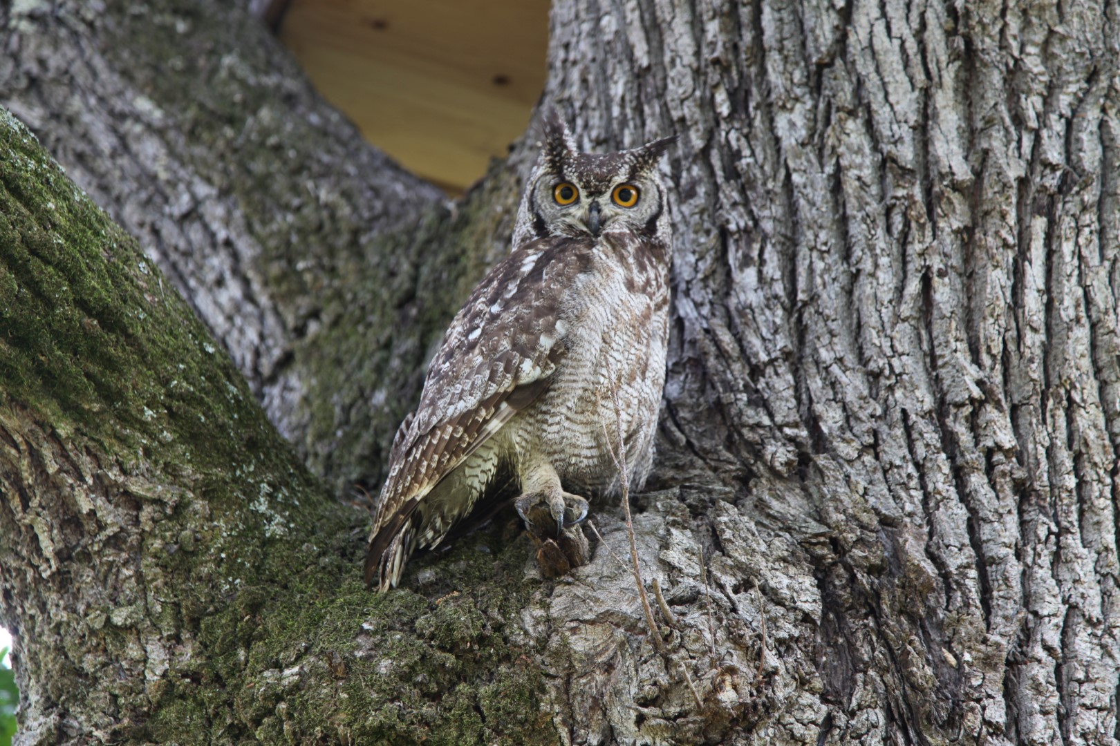 Spotted Eagle-Owl