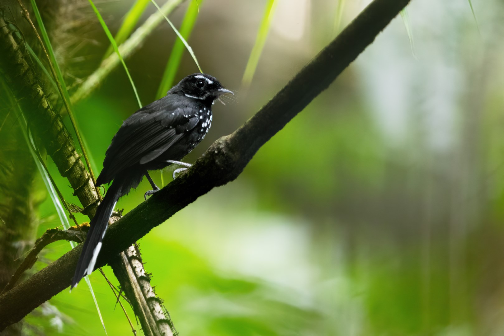 Spotted Fantail