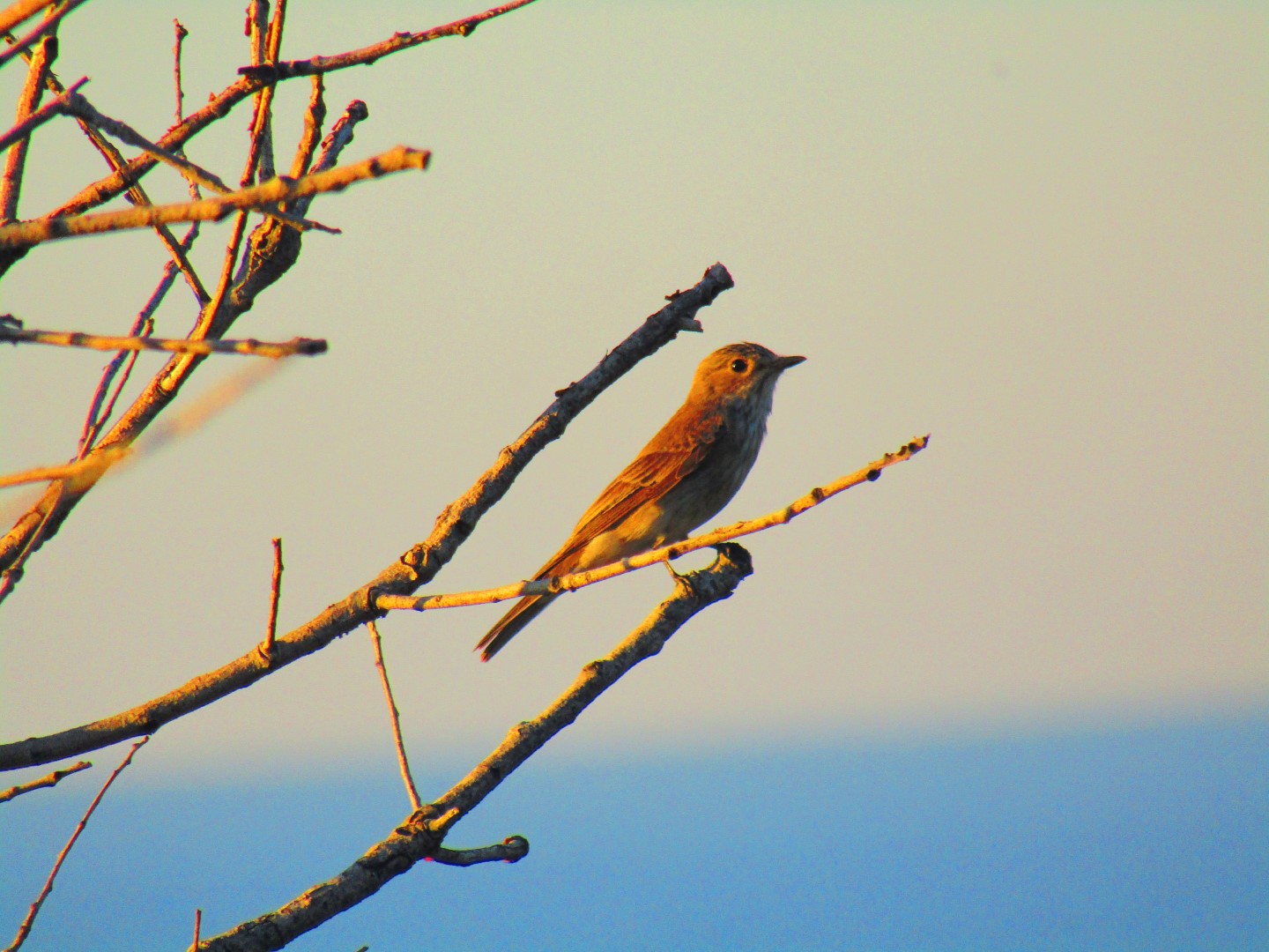 Spotted Flycatcher