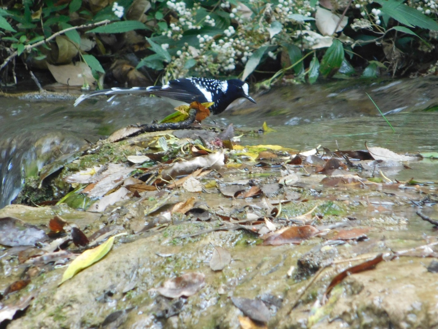 Spotted Forktail