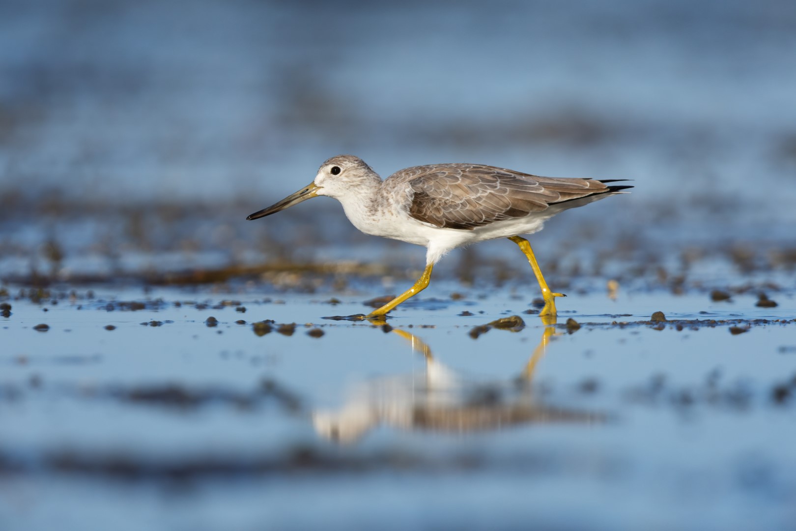 Spotted Greenshank
