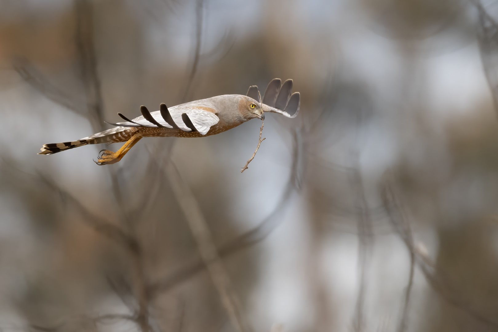 Spotted Harrier