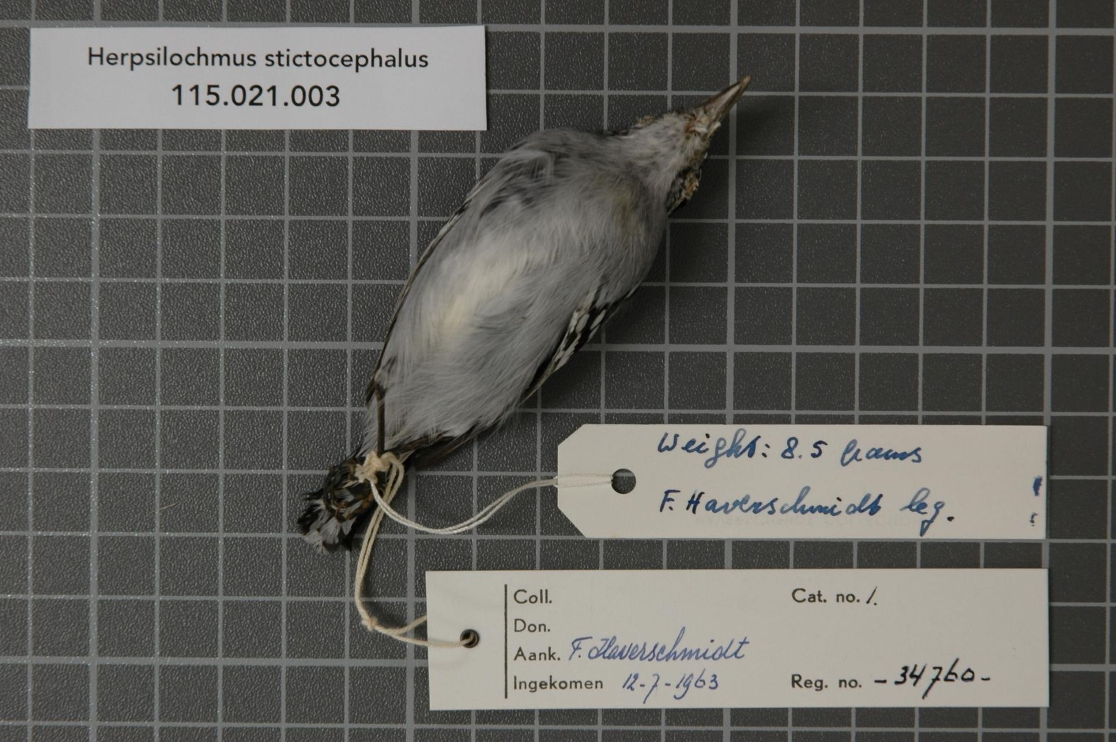 Spotted-headed Antbird